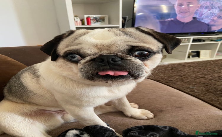 Pug dogs - Advert 1