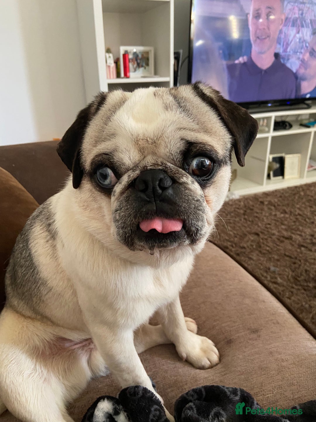 Pug dogs for sale: Beautiful 2year old panda pug - Image 1