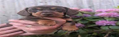 Bel 