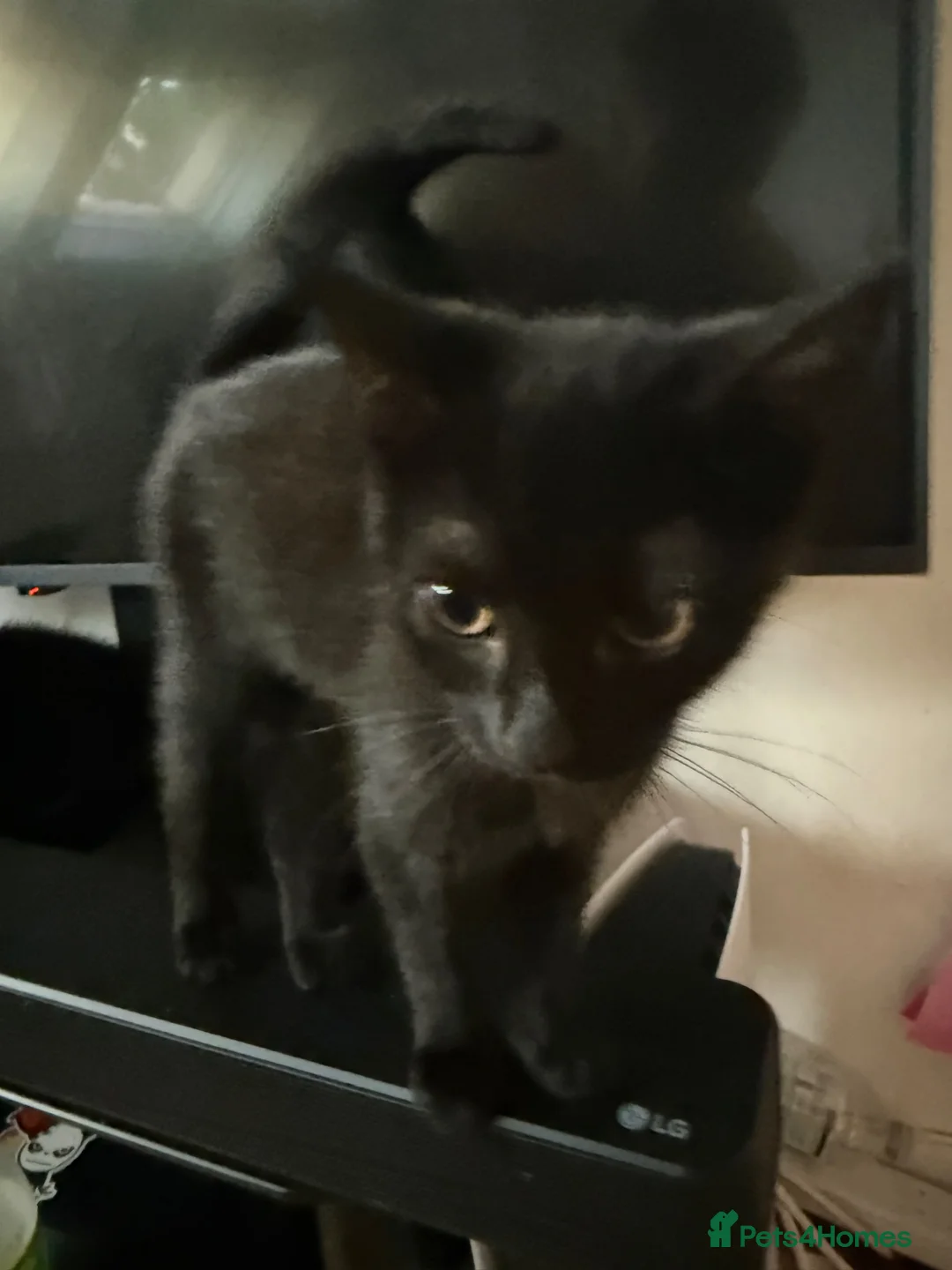 Mixed Breed cats for sale: 4 Kittens for Sale - Advert 2