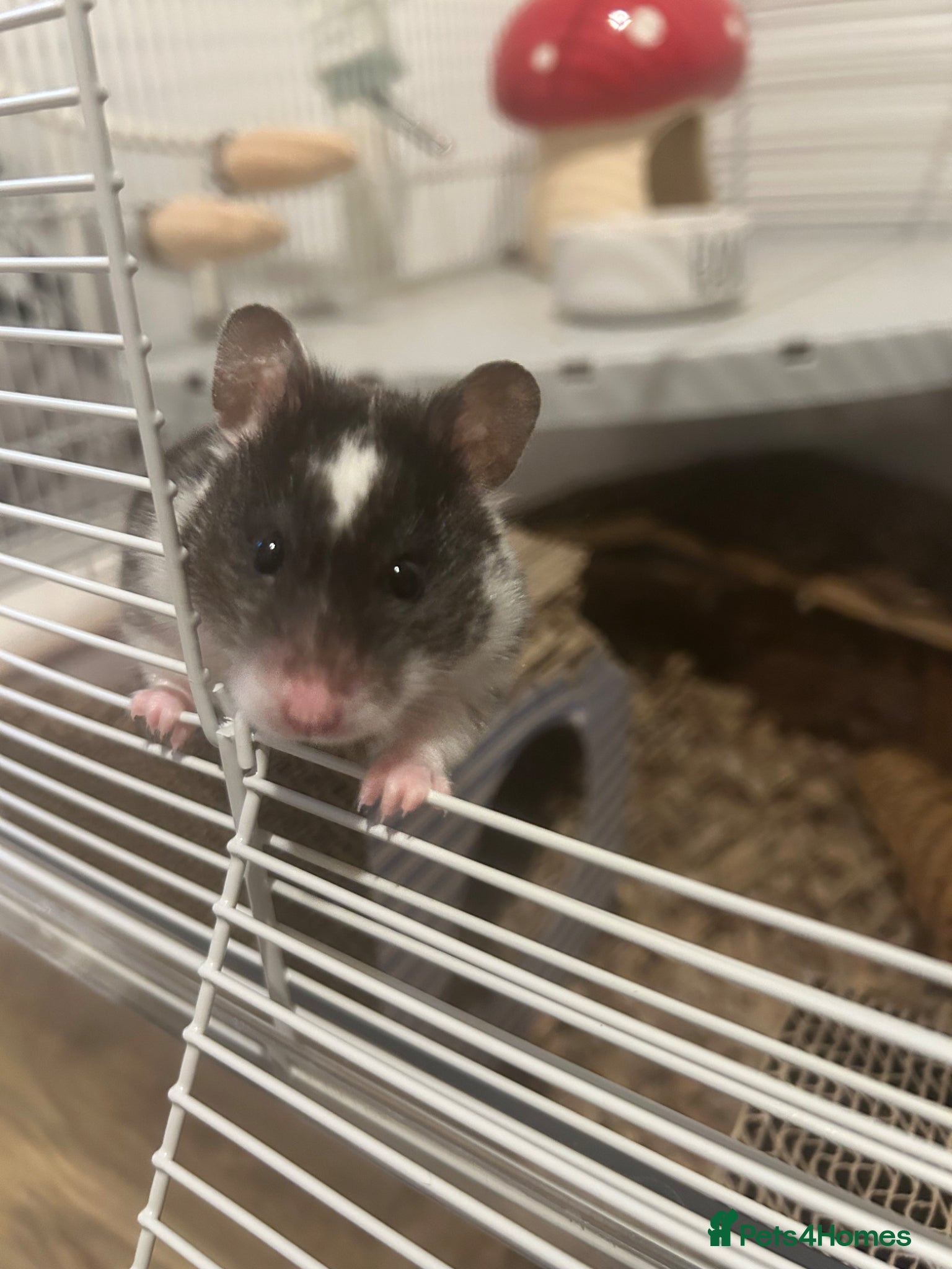 Hamster rodents Female Syrian Hamster for sale inc full set up,  - Advert 14