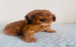 Maltipoo dogs for sale: 🐾 F1BB Maltipoo Puppies  - Image 11