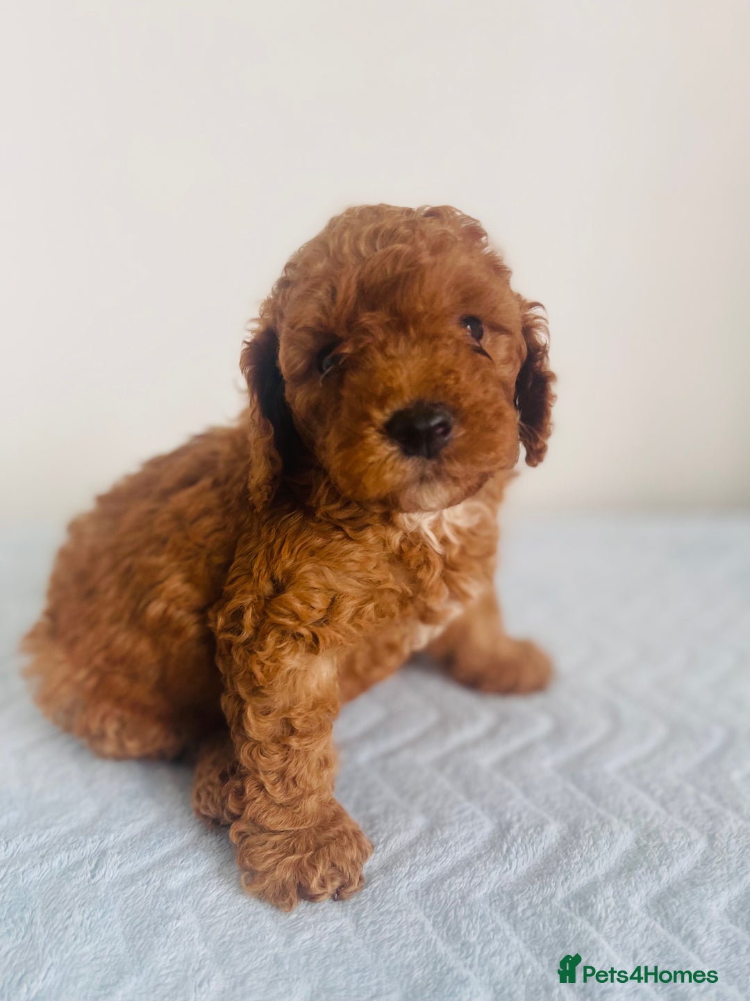 Maltipoo dogs for sale: 🐾 F1BB Maltipoo Puppies  - Image 11
