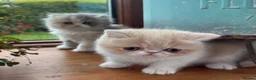 Exotic cats for sale: Exotic kittens two female  - Advert 14