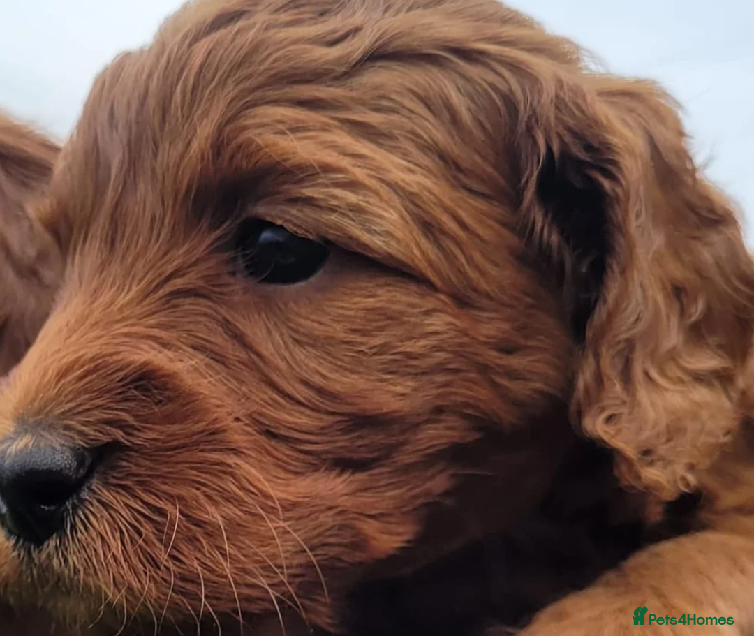 Labradoodle dogs for sale: The Darkest Fox Red Doodles. - Image 3