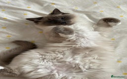 Ragdoll cats for sale: Male Ragdoll for sale - Image 8