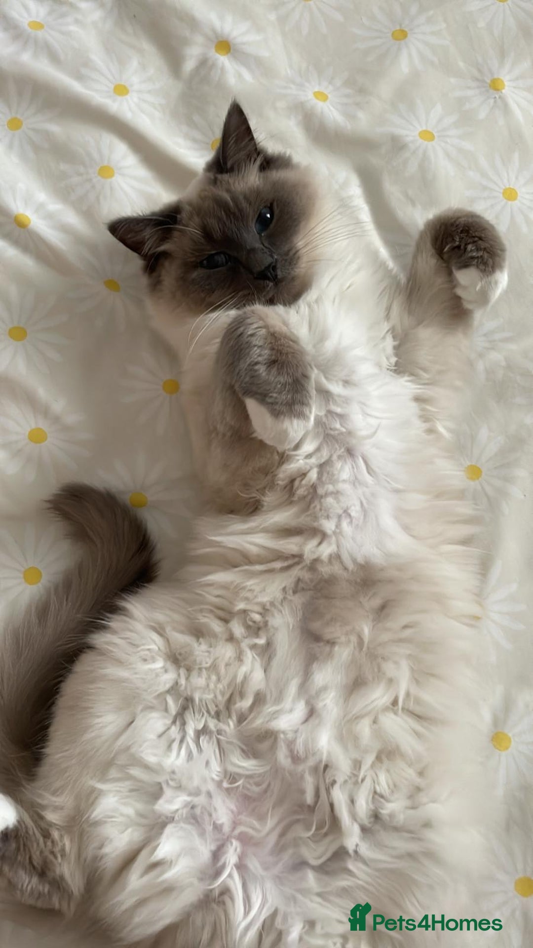 Ragdoll cats for sale: Male Ragdoll for sale - Image 8