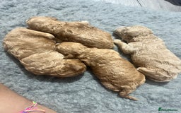 Poochon dogs for sale: Stunning coloured Poochons  - Image 4