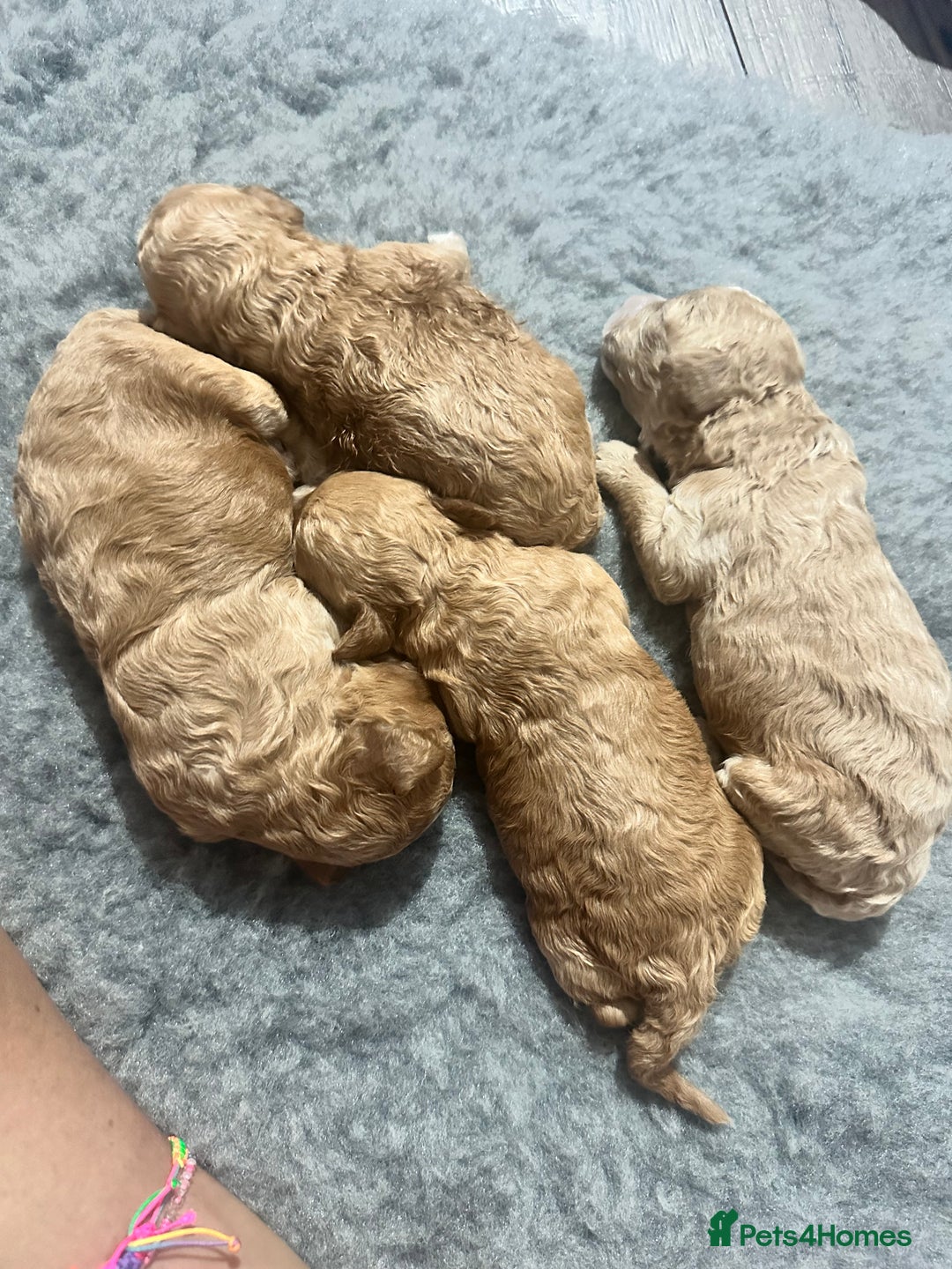Poochon dogs for sale: Stunning coloured Poochons  - Image 4