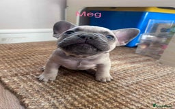 French Bulldog dogs for sale: Blue Fawn French Bulldog pups for sale - Image 3