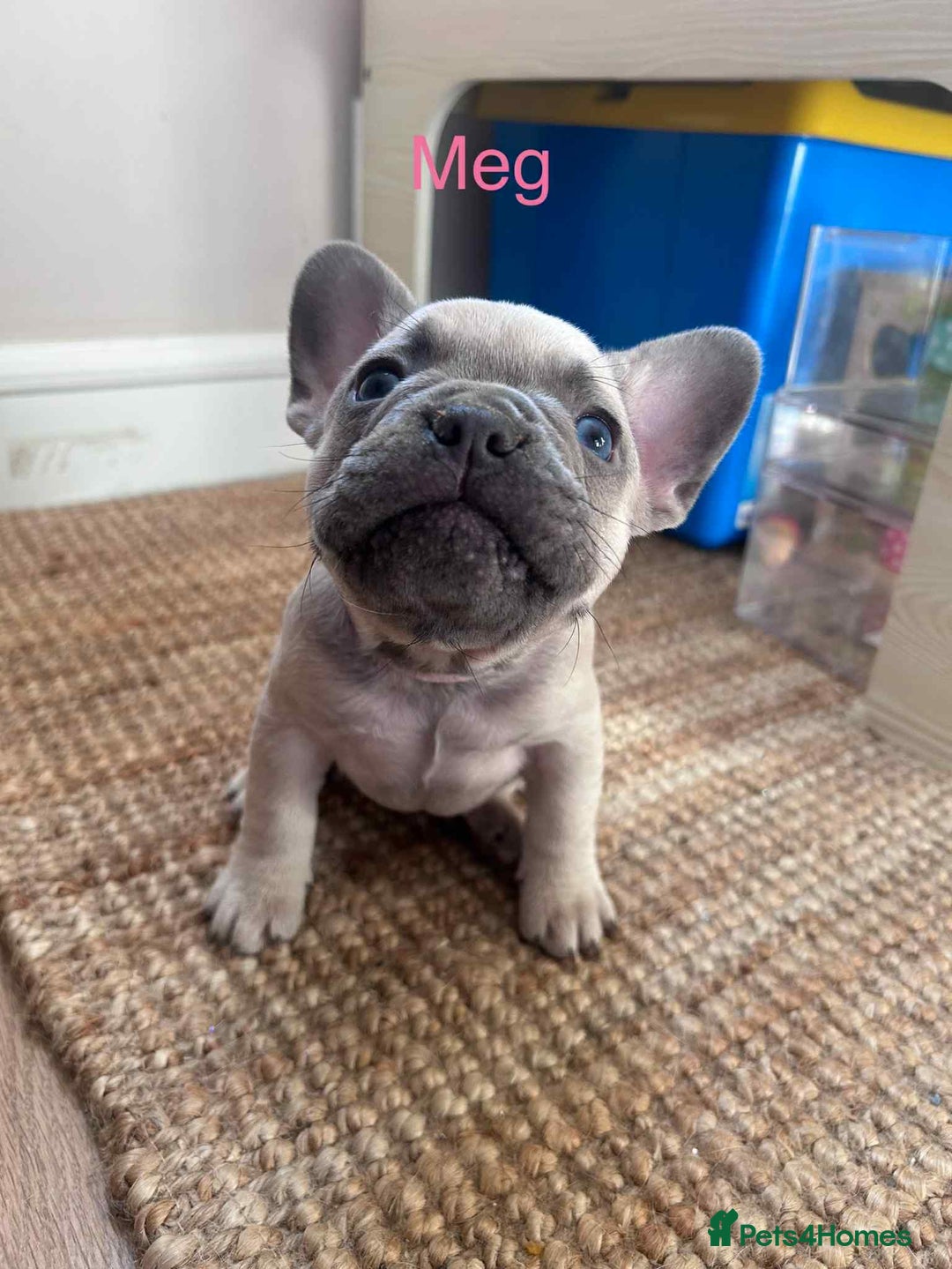 French Bulldog dogs for sale: Blue Fawn French Bulldog pups for sale - Image 3