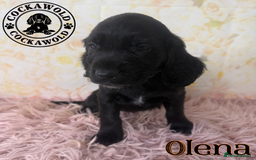 Cocker Spaniel dogs for sale: 🖤 Quality Cocker Spaniels 🖤 Ready Now 🖤 - Image 20