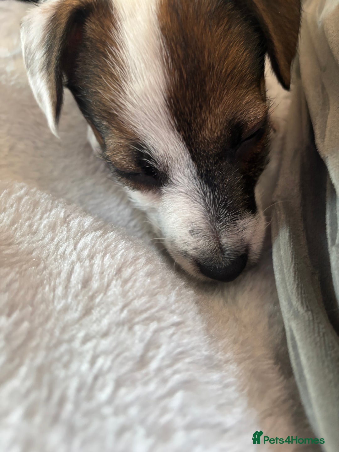 Jack Russell dogs for sale: Jack Russell girl pup  - Advert 3