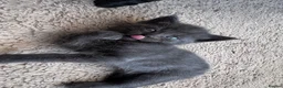 Mixed Breed cats for sale: Grey kittens  - Advert 5