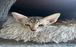 Savannah cats for sale: Glorious Savannah Babies - 1 Boy left - Image 8