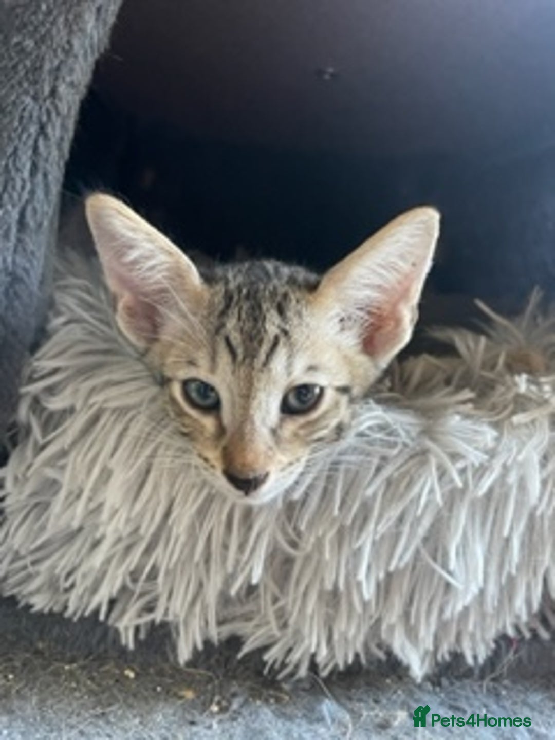 Savannah cats for sale: Glorious Savannah Babies - 1 Boy left - Image 8