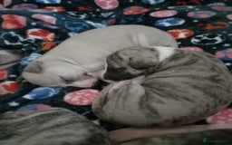 Whippet dogs for sale: Top Class Whippet Puppies - Image 7