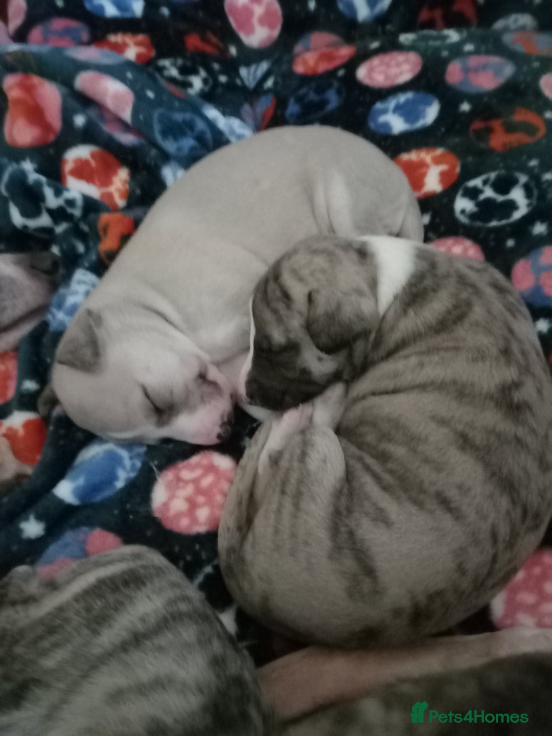 Whippet dogs for sale: Top Class Whippet Puppies - Image 7