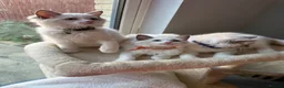 Ragdoll cats for sale:  TICA Quality Beautiful ragdoll kittens 😻🌟 - Advert 9