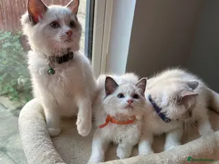 Ragdoll cats TICA Quality Beautiful ragdoll kittens 😻🌟 - Advert 12