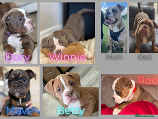 Old Tyme Bulldog dogs - Advert 1