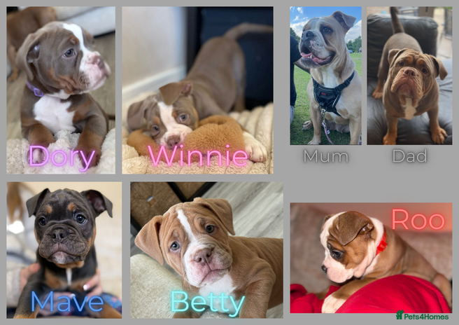 Old Tyme Bulldog dogs - Advert 1