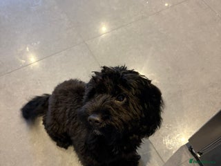 Cavapoo dogs Please Rehome my Best Friend - Advert 1