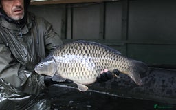 Koi Carp fish for sale: 15-18lb Carp  - Advert 3