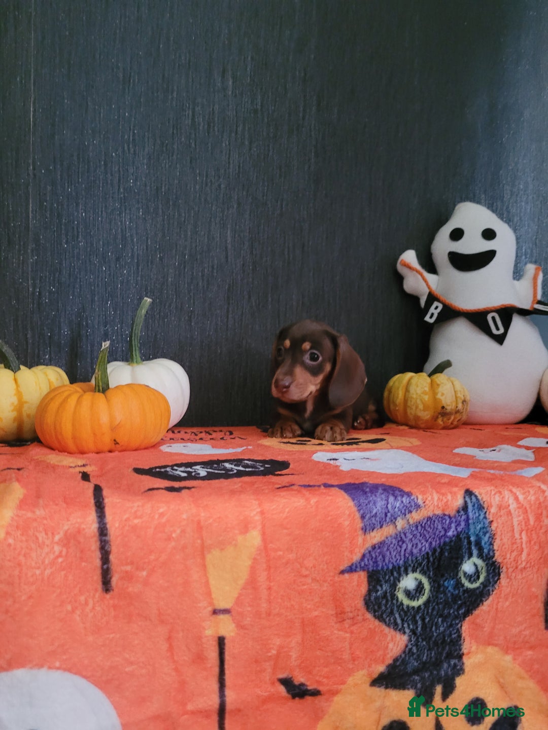 Miniature Dachshund dogs for sale: Miniature dachshunds - Image 9