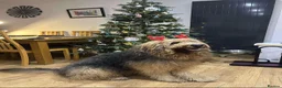 Mixed Breed dogs for sale: Fabulous Shepadoodles 2 stunning girls  - Advert 16
