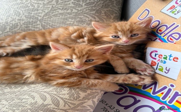 Persian cats - Advert 2