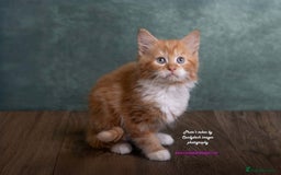 British Longhair cats for sale: ADORABLE DOG AND HOOVER PROOF KITTENS - Image 8