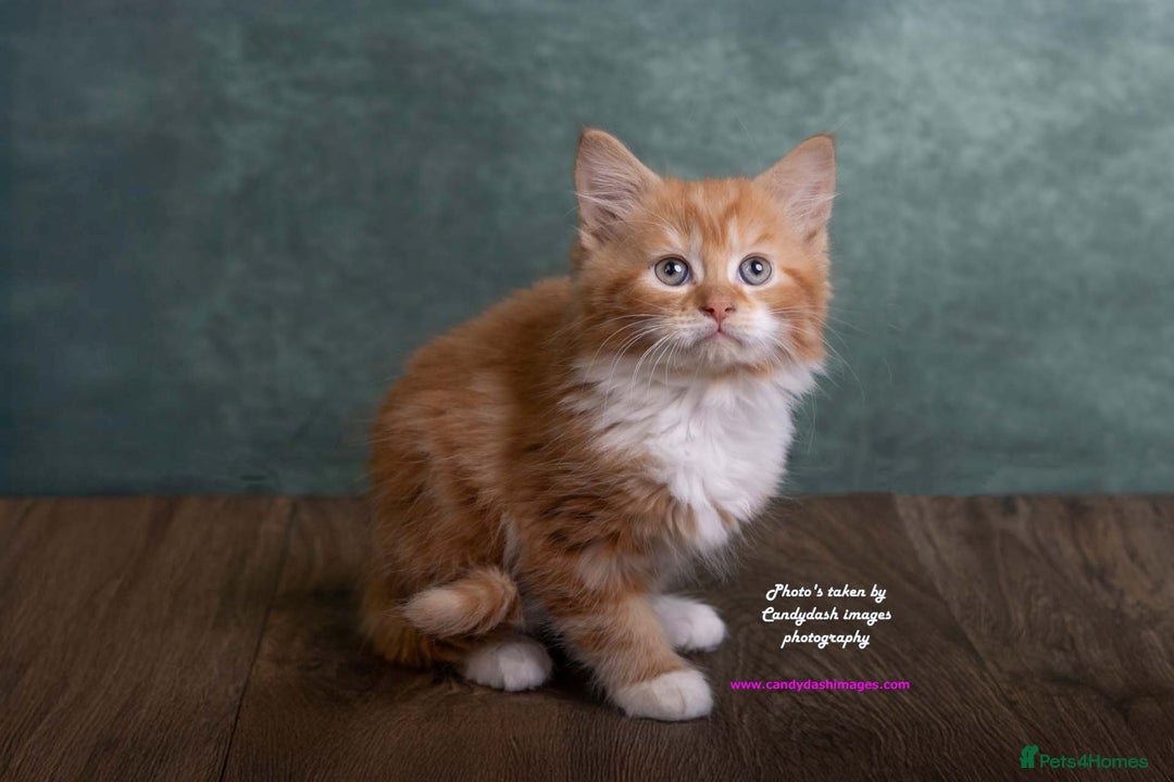 British Longhair cats for sale: ADORABLE DOG AND HOOVER PROOF KITTENS - Image 8