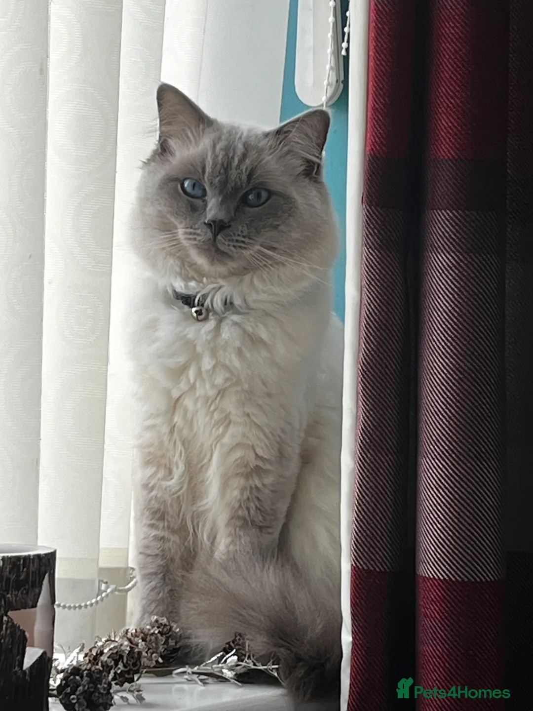 Ragdoll cats for stud: Pedigree Ragdoll for stud duty  in Worcester - Advert 4