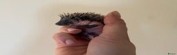 Pygmy Hedgehog rodents for sale: Stunning female hoglets for sale!  - Advert 17