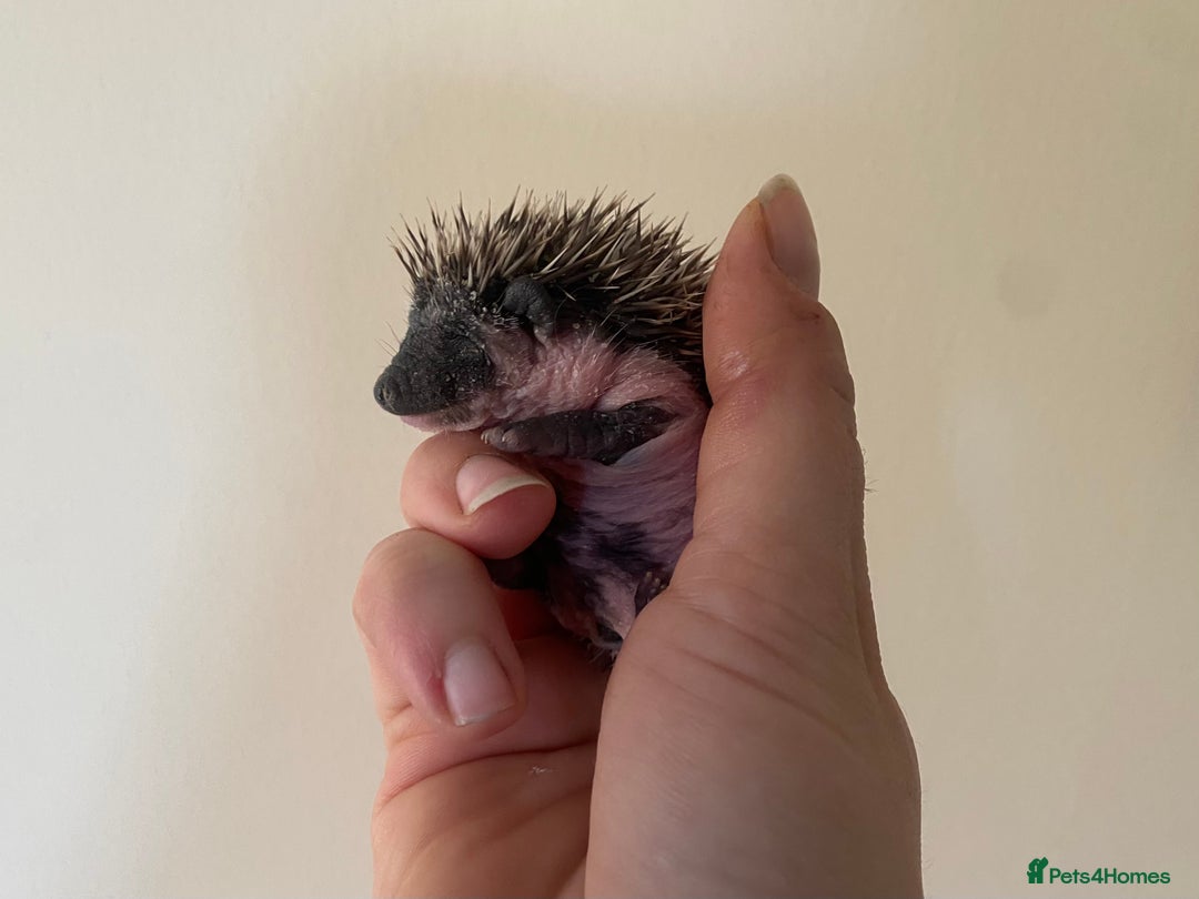 Pygmy Hedgehog rodents for sale: Stunning female hoglets for sale!  - Advert 17