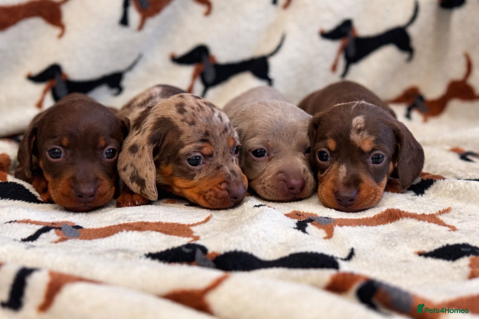 Miniature Dachshund dogs Miniature dachshund puppies  - Advert 1