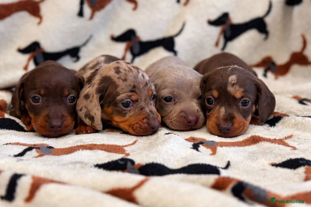 Miniature Dachshund dogs for sale: Miniature dachshund puppies  - Advert 1