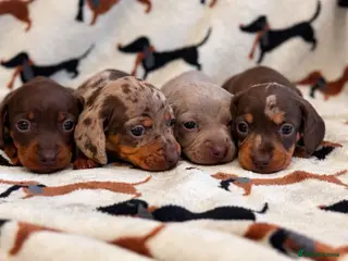 Miniature Dachshund dogs for sale: Miniature dachshund puppies - Advert 1