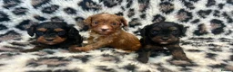 Cavapoo dogs for sale: F1 TOY CAVAPOO BOYS MY LITTLE PRINCESS  - Advert 1