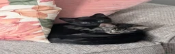 Mixed Breed cats for sale: Two beautiful girls  - Advert 14
