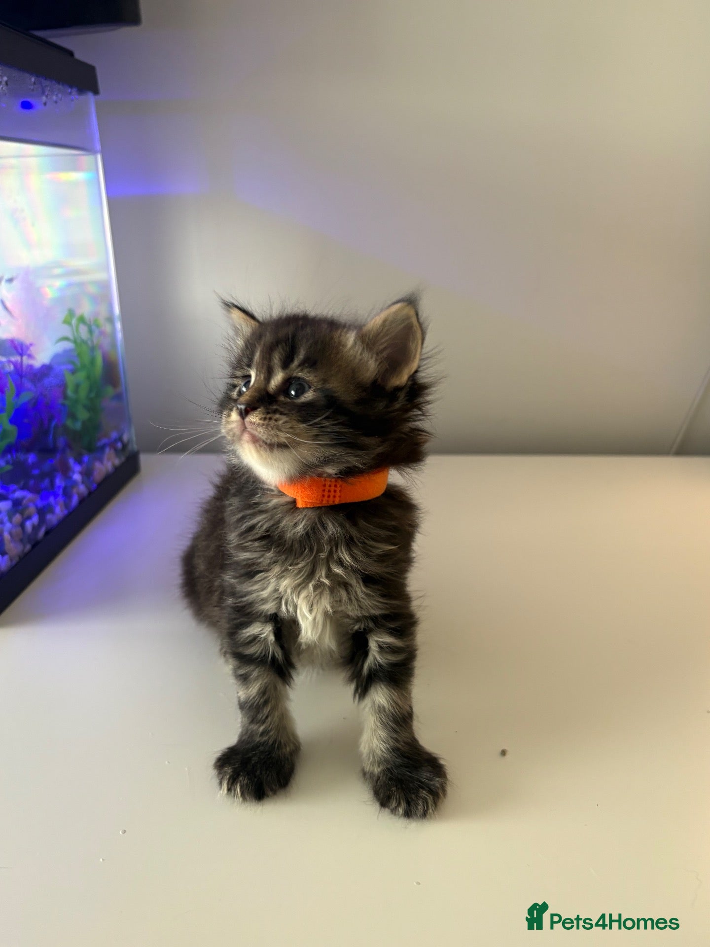 Maine Coon cats Maine coon kittens  - Advert 2