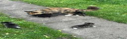 Mixed Breed cats for sale: Beautiful kitten’s  - Advert 1