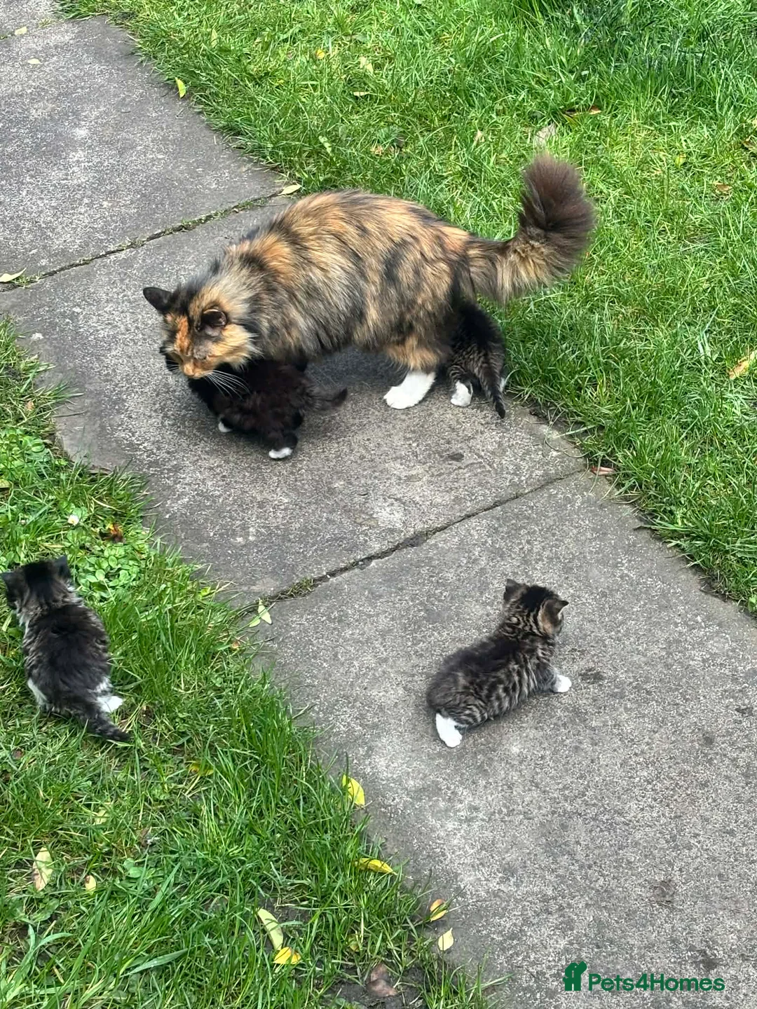 Mixed Breed cats for sale: Beautiful kitten’s  - Advert 1
