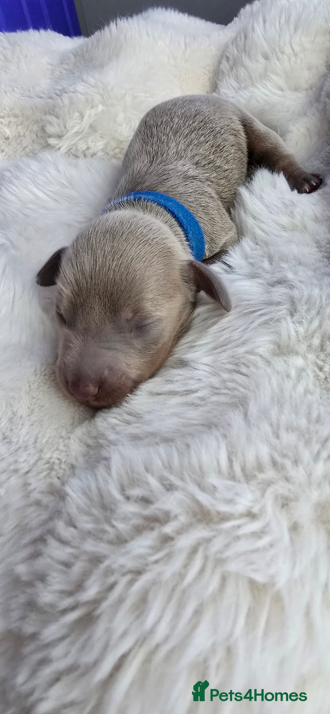 Miniature Dachshund dogs for sale: KC registered miniature Dachshund 🐶  - Advert 23