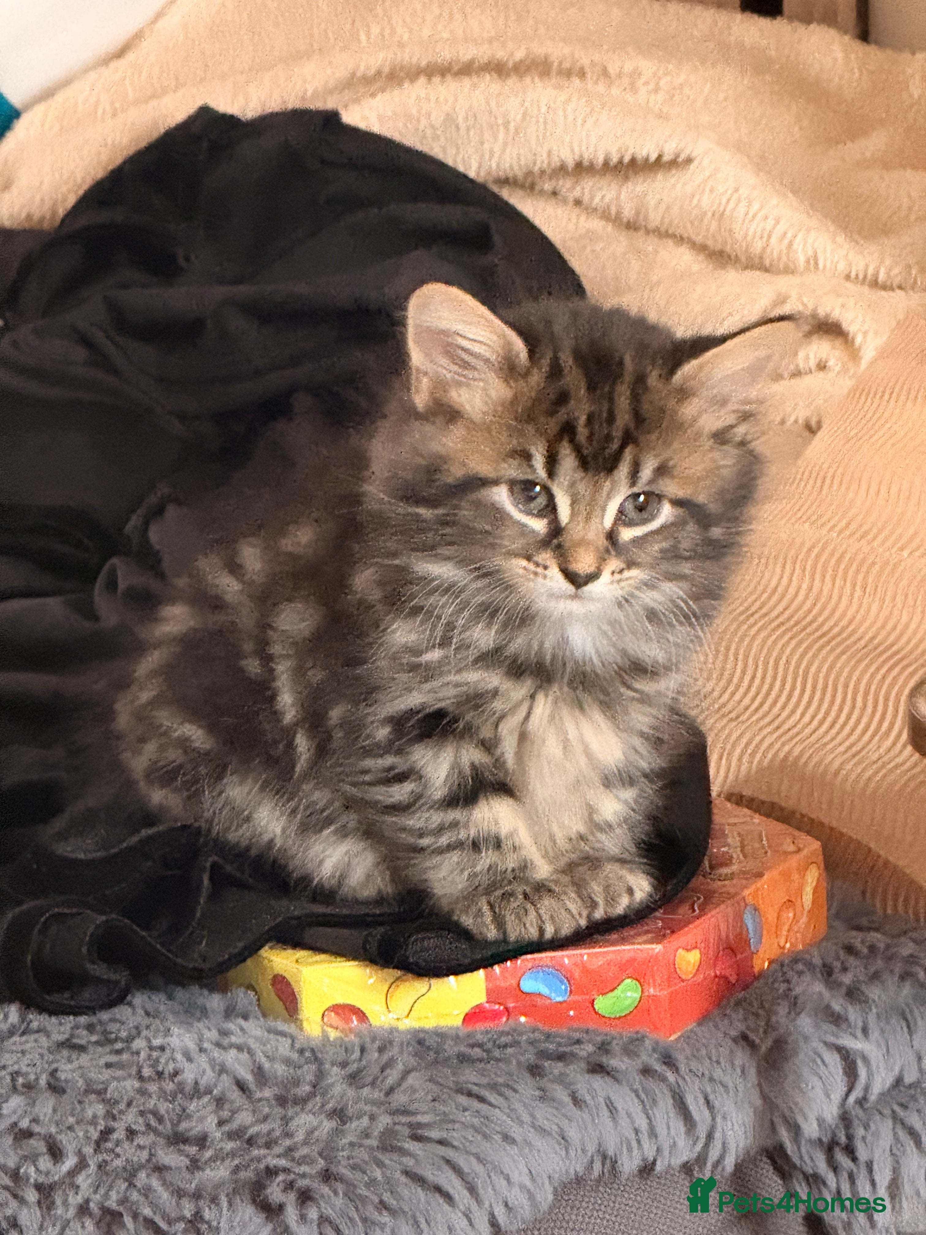 Mixed Breed cats One beautiful kitten left looking for a  family.  - Advert 8