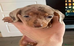 Miniature Dachshund dogs for sale: KC Mini Dachshund Pups - Image 4