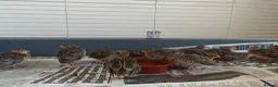 Quail poultry for sale: Young unsexed cortunix quails for sale in Leicester - Advert 8