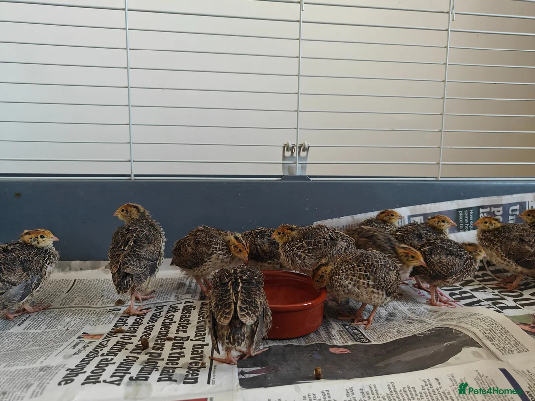 Quail poultry for sale: Young unsexed cortunix quails for sale in Leicester - Advert 8