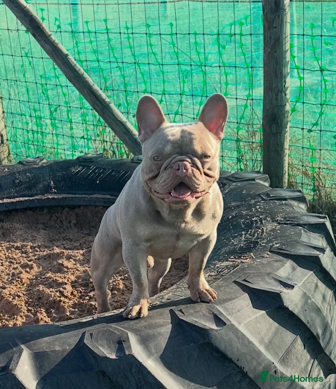 French Bulldog dogs for sale: Lilac blue eyed litter of 6. DWKC registered  - Image 28